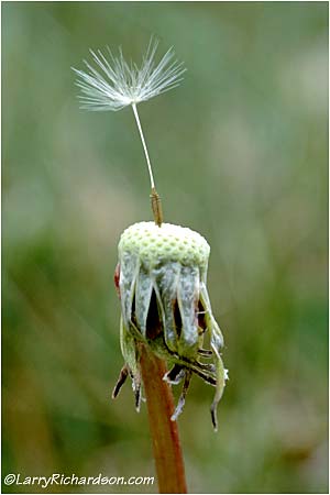 הרהורי בריאה | סבלנות