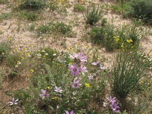 הרהורי בריאה | סבלנות במדבר